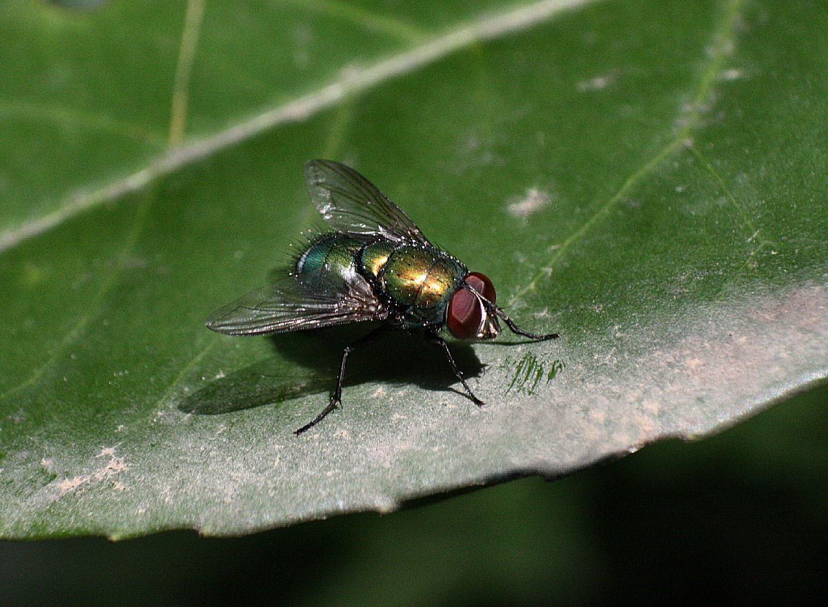 mosca da determinare